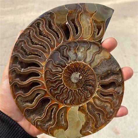 real ammonite fossil.